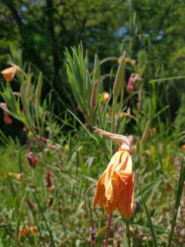 Oenothera affinis Camb. resmi