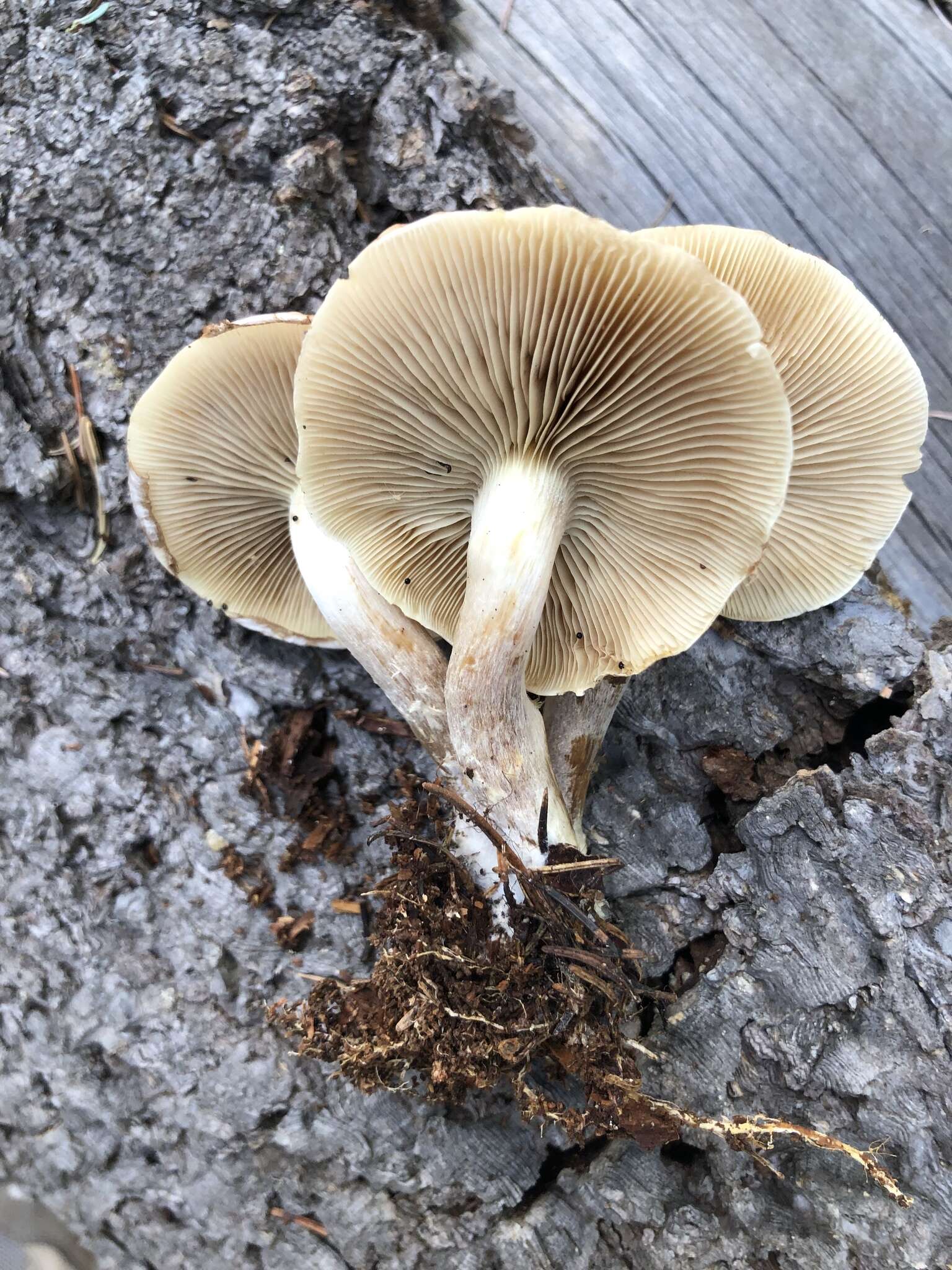 Слика од Pholiota lenta (Pers.) Singer 1951