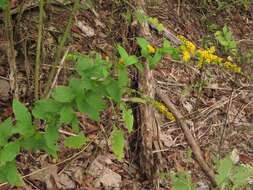 Image of Palmer's goldenrod