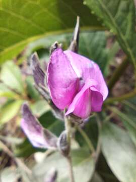 Imagem de Galactia grewiifolia (Benth.) Taub.