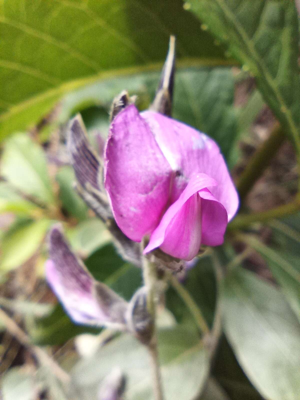 Imagem de Galactia grewiifolia (Benth.) Taub.