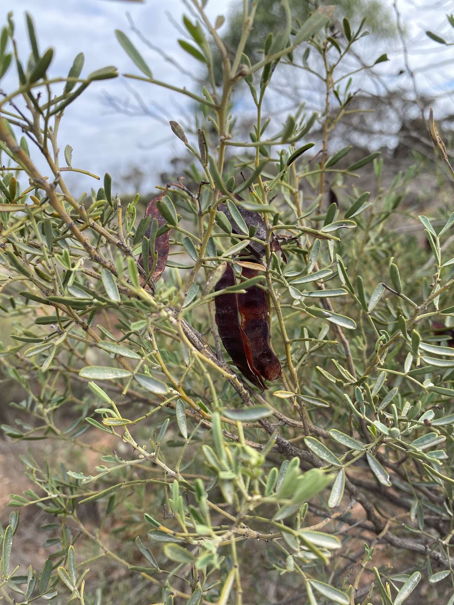 Слика од Senna artemisioides subsp. quadrifolia