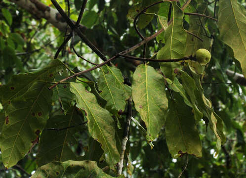 Image de Saba comorensis (Bojer) Pichon