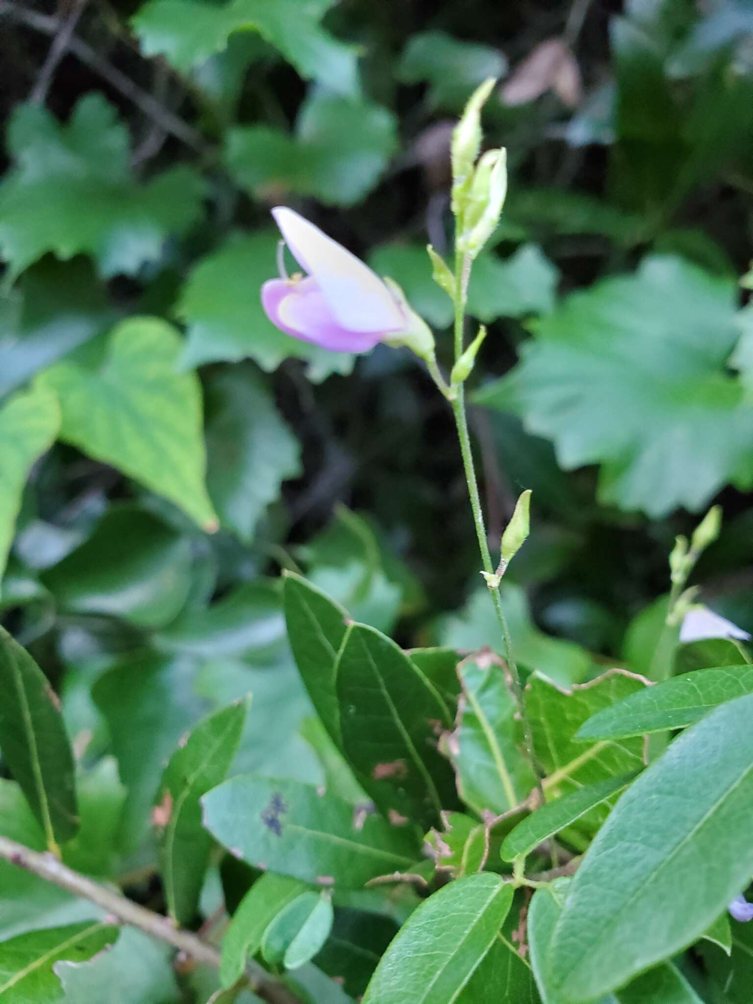 Image of downy milkpea