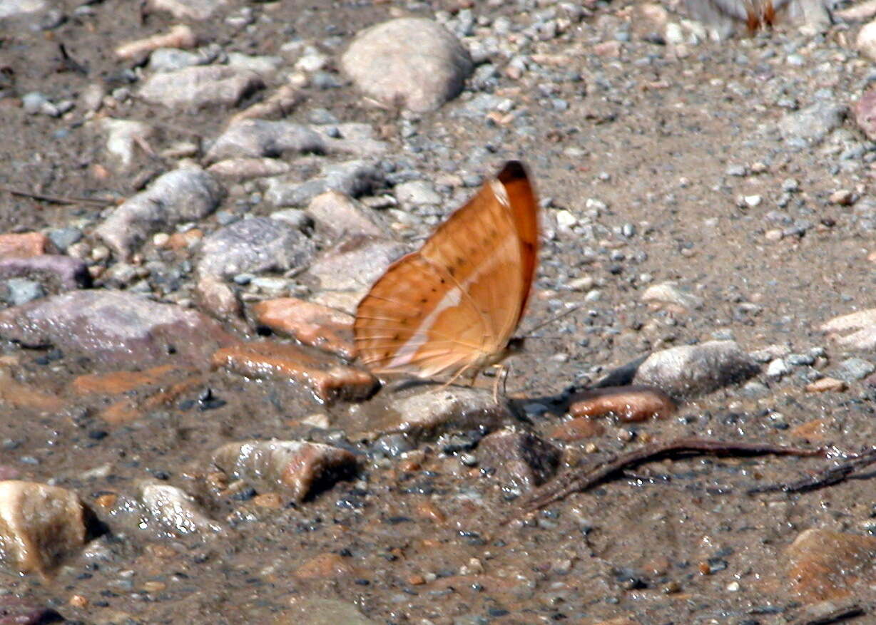 Imagem de Cirrochroa aoris Doubleday (1847)