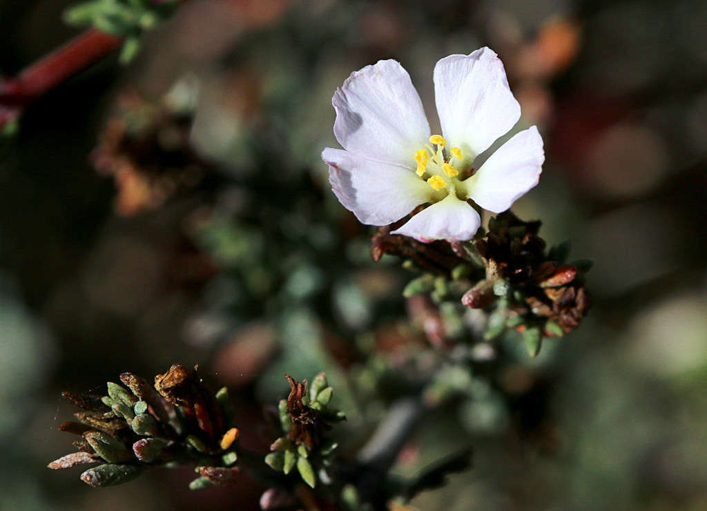 Image of Frankenia pauciflora DC.