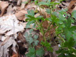 Image of oceanblue phacelia