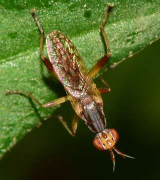 Image of Dichetophora obliterata (Fabricius 1805)