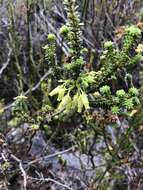 Image of Erica oblongiflora Benth.