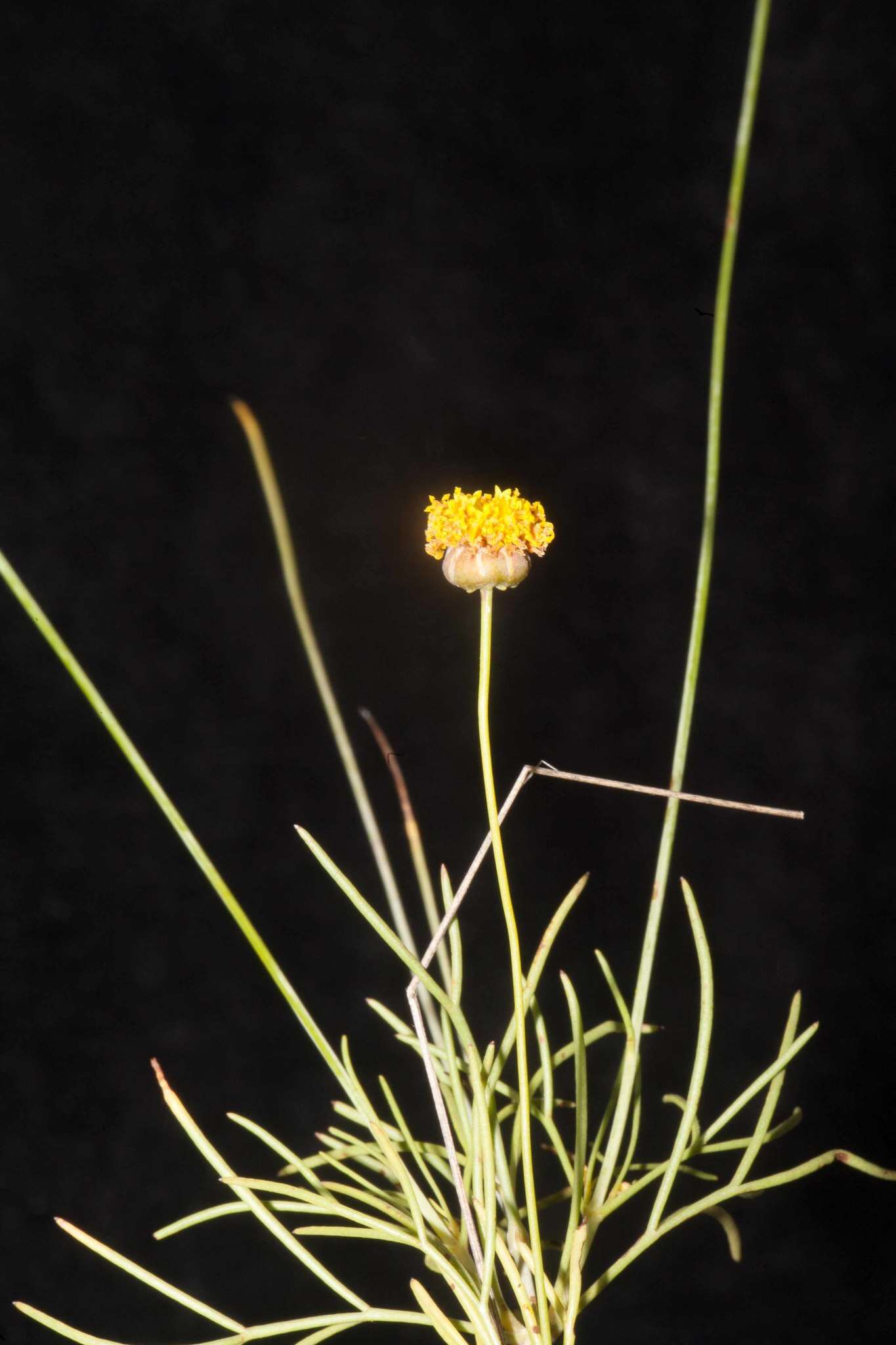 Image of Hopi tea greenthread