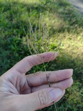 Imagem de Dichanthium annulatum var. annulatum