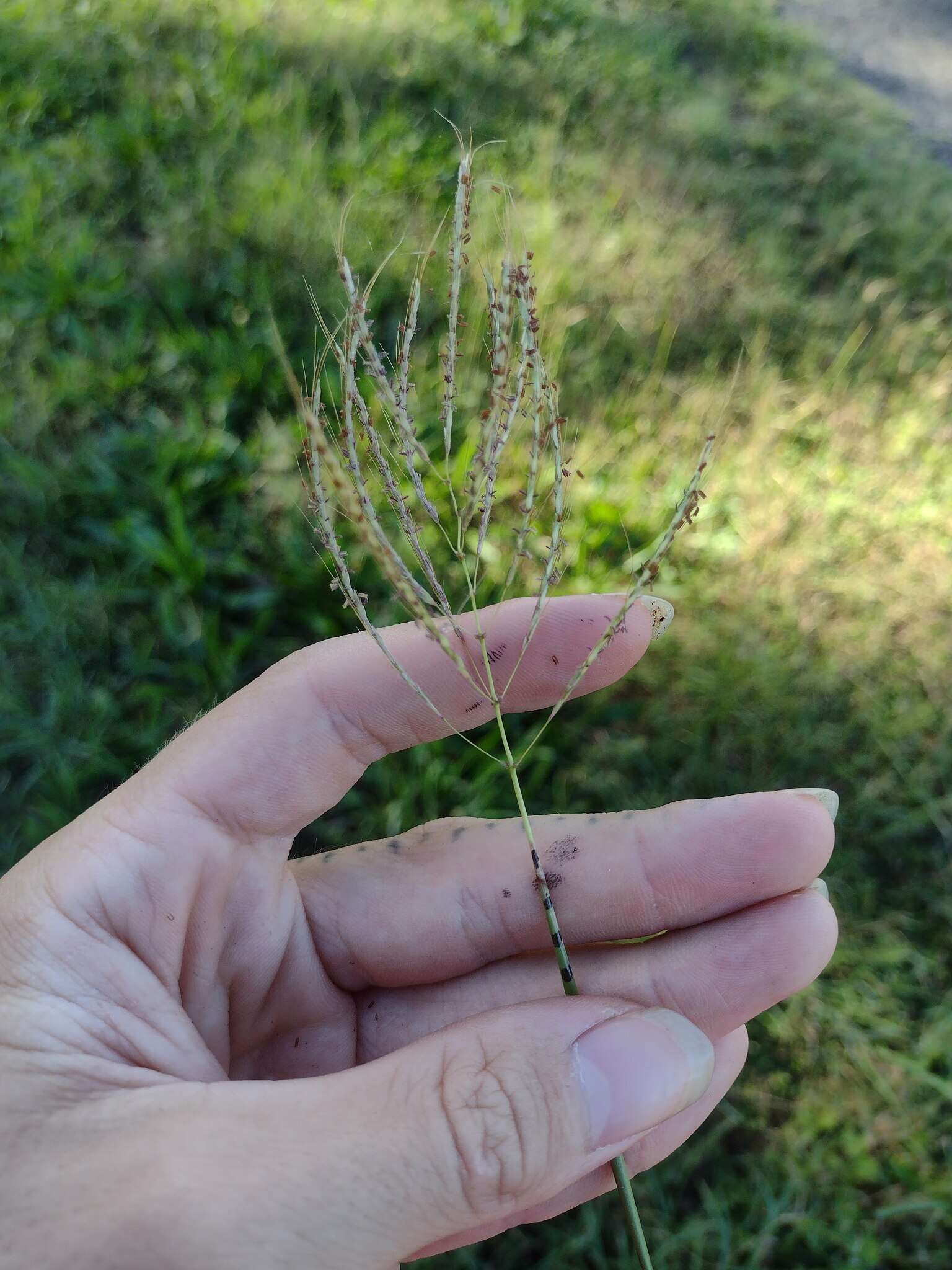 Plancia ëd Dichanthium annulatum var. annulatum