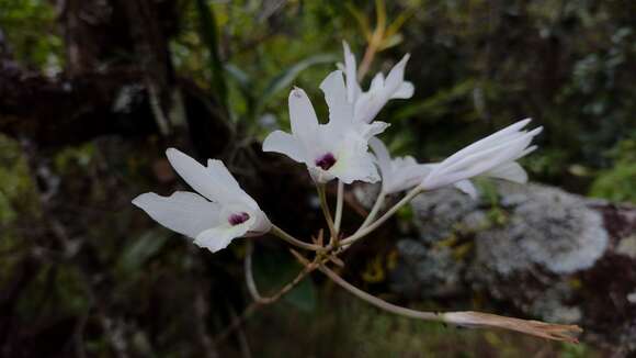 Image of pale laelia