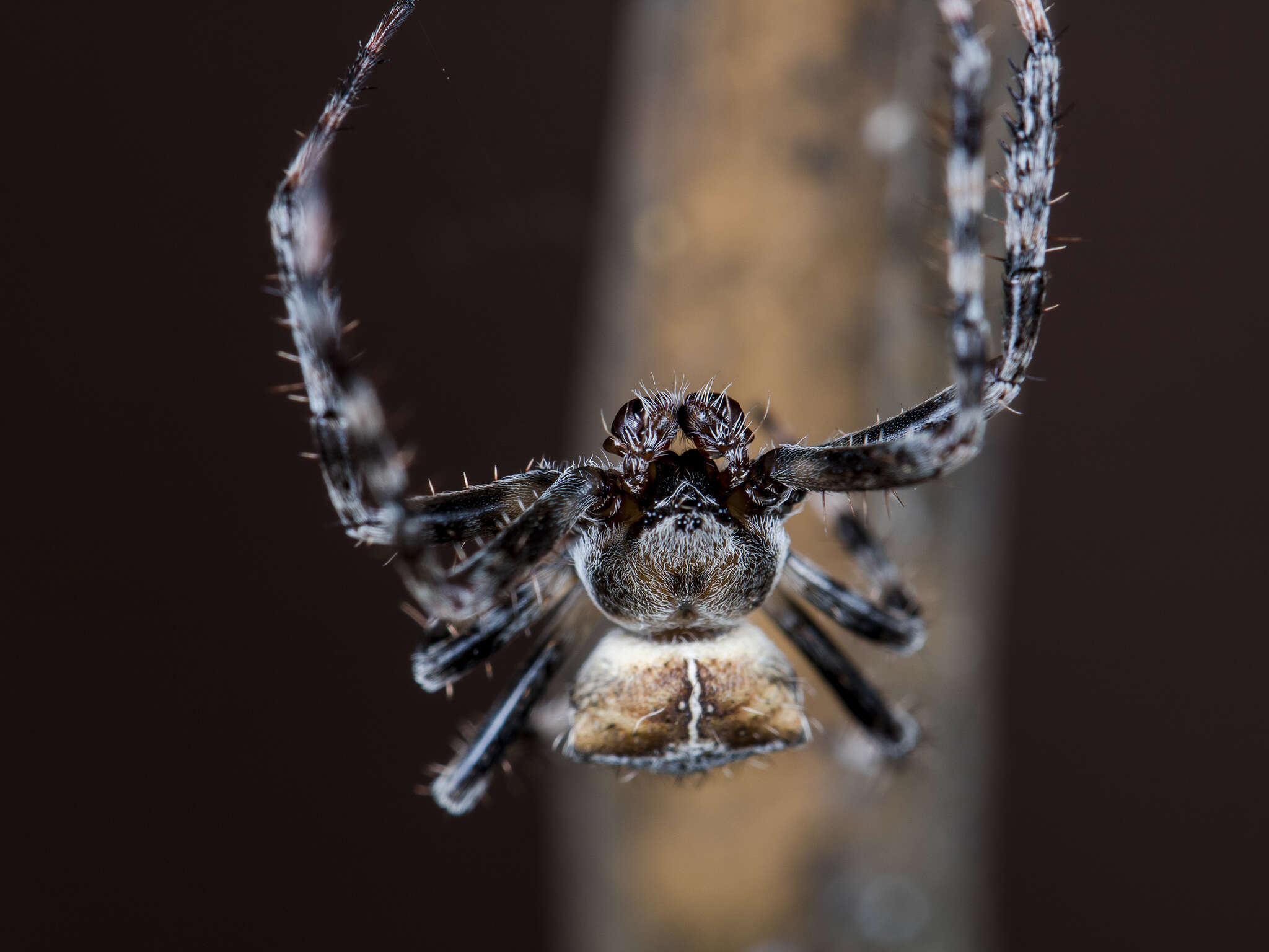 Imagem de Araneus tartaricus (Kroneberg 1875)