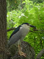 Image of Nycticorax nycticorax hoactli (Gmelin & JF 1789)