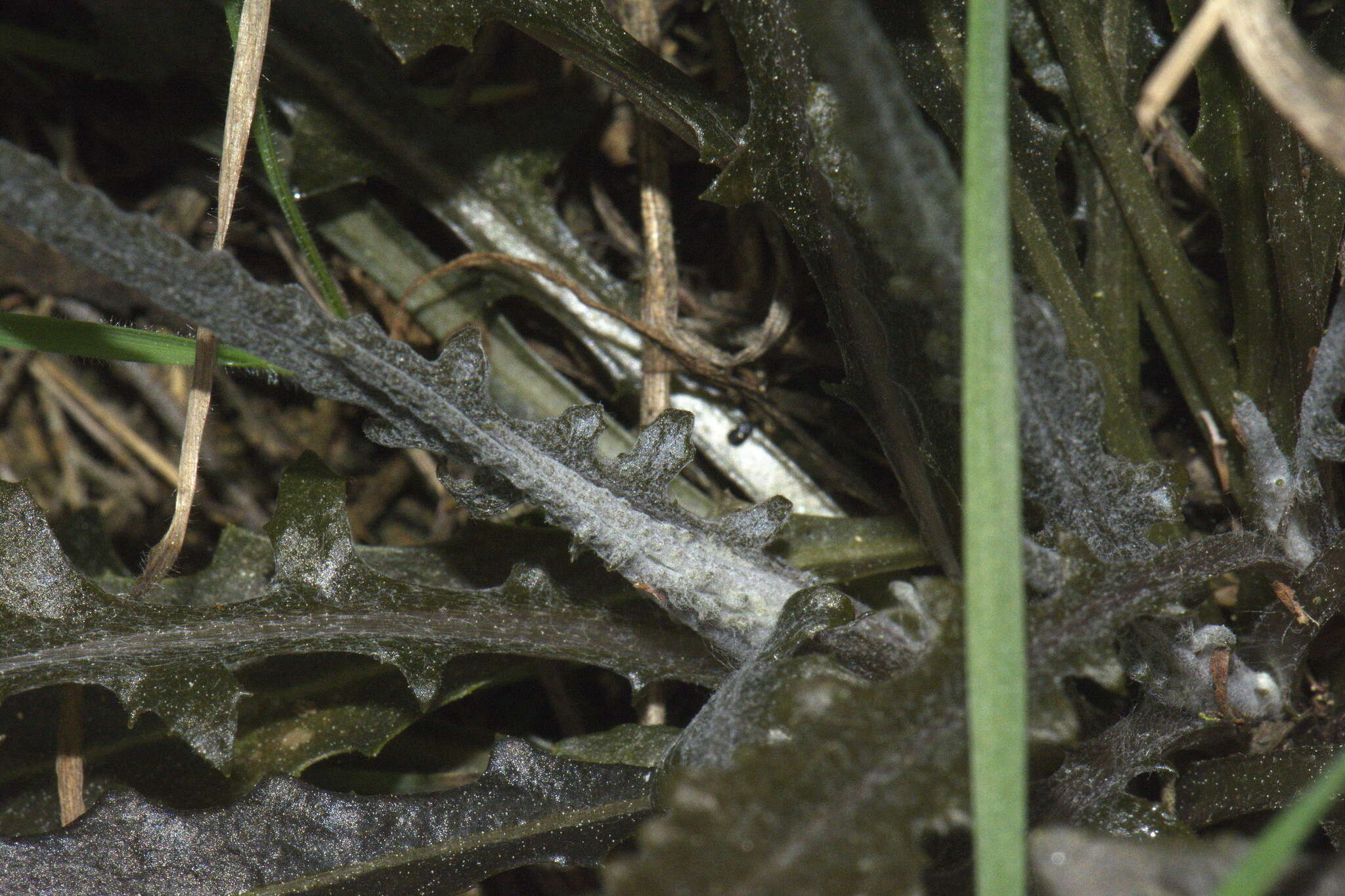 Image of Erechtites diversifolia Petrie.