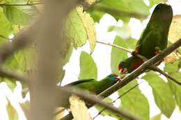 Image of Philippine Hanging Parrot