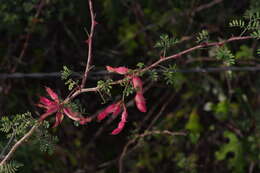 Image of fragrant mimosa