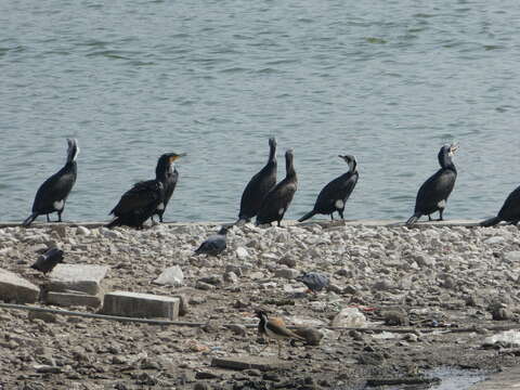 Image of Phalacrocorax carbo sinensis (Staunton 1796)