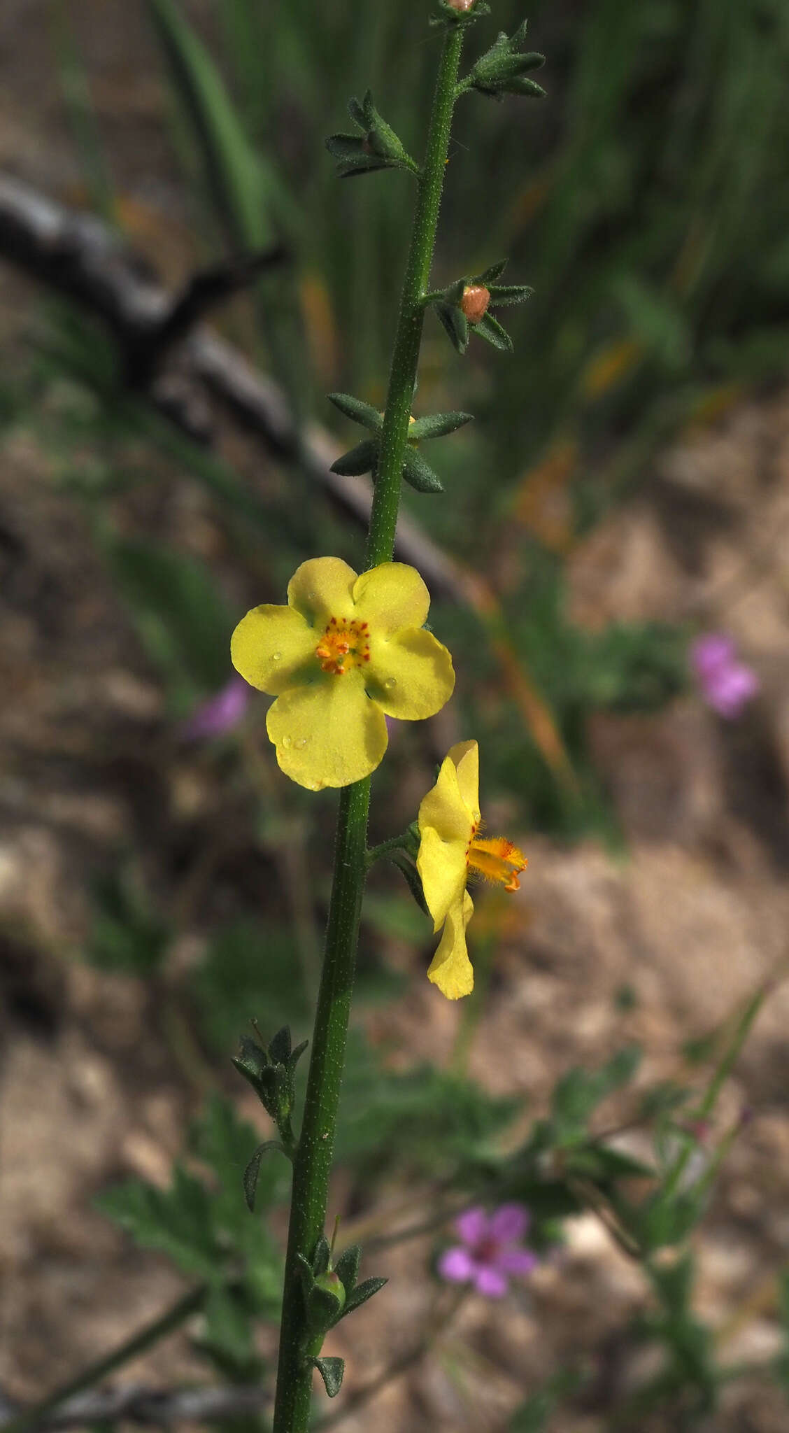 Sivun Verbascum orientale (L.) All. kuva