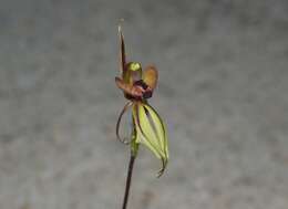 Image of Crested clown orchid