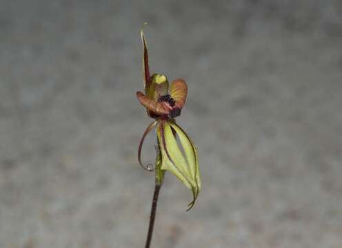 Image of Crested clown orchid