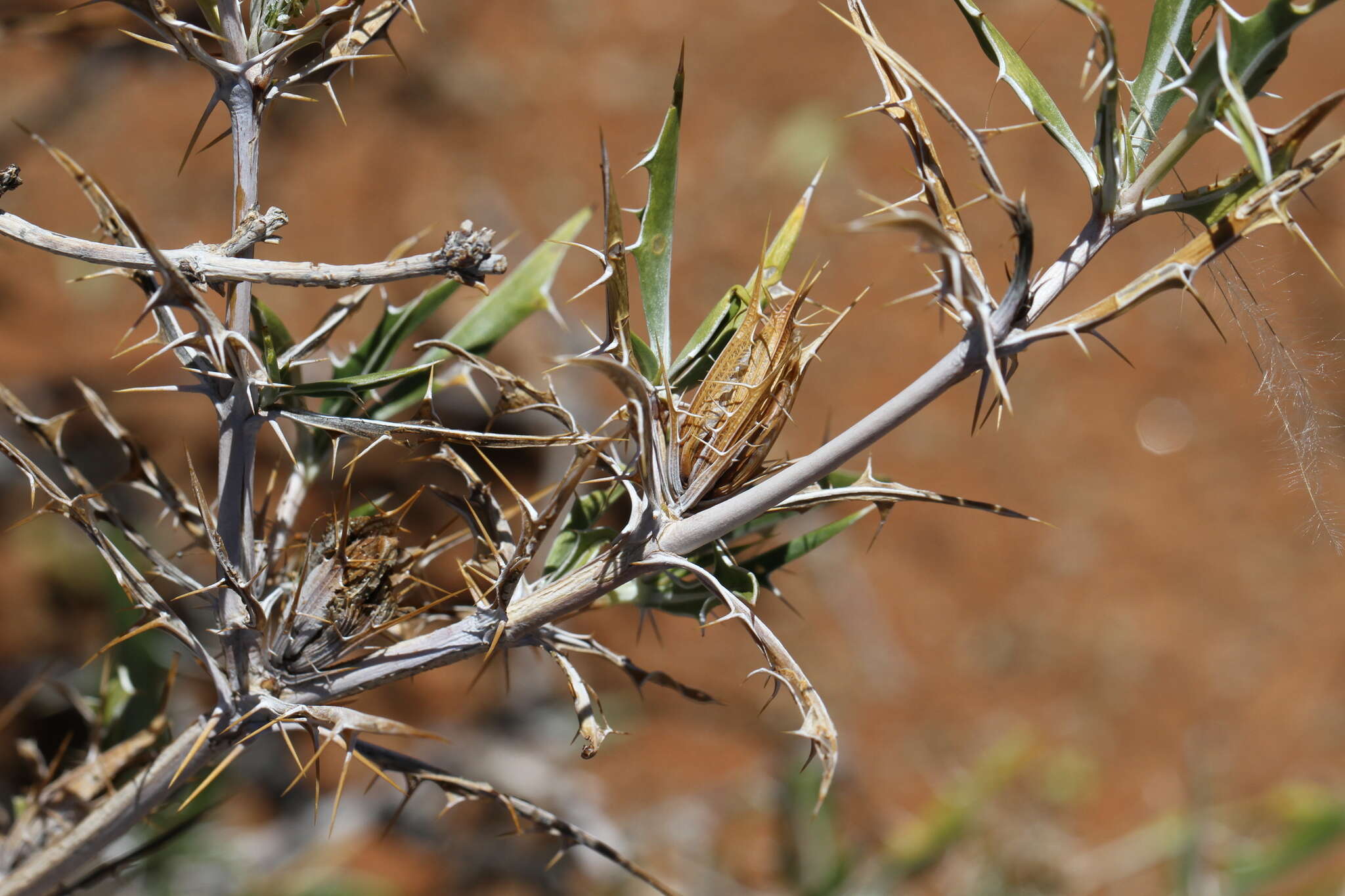 Image of Blepharis fleckii P. G. Meyer