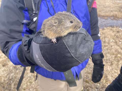 Image of Brown Lemming