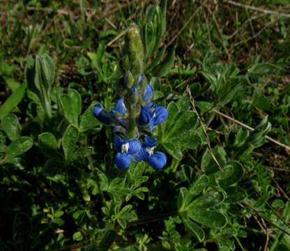 Image of Texas bluebonnet