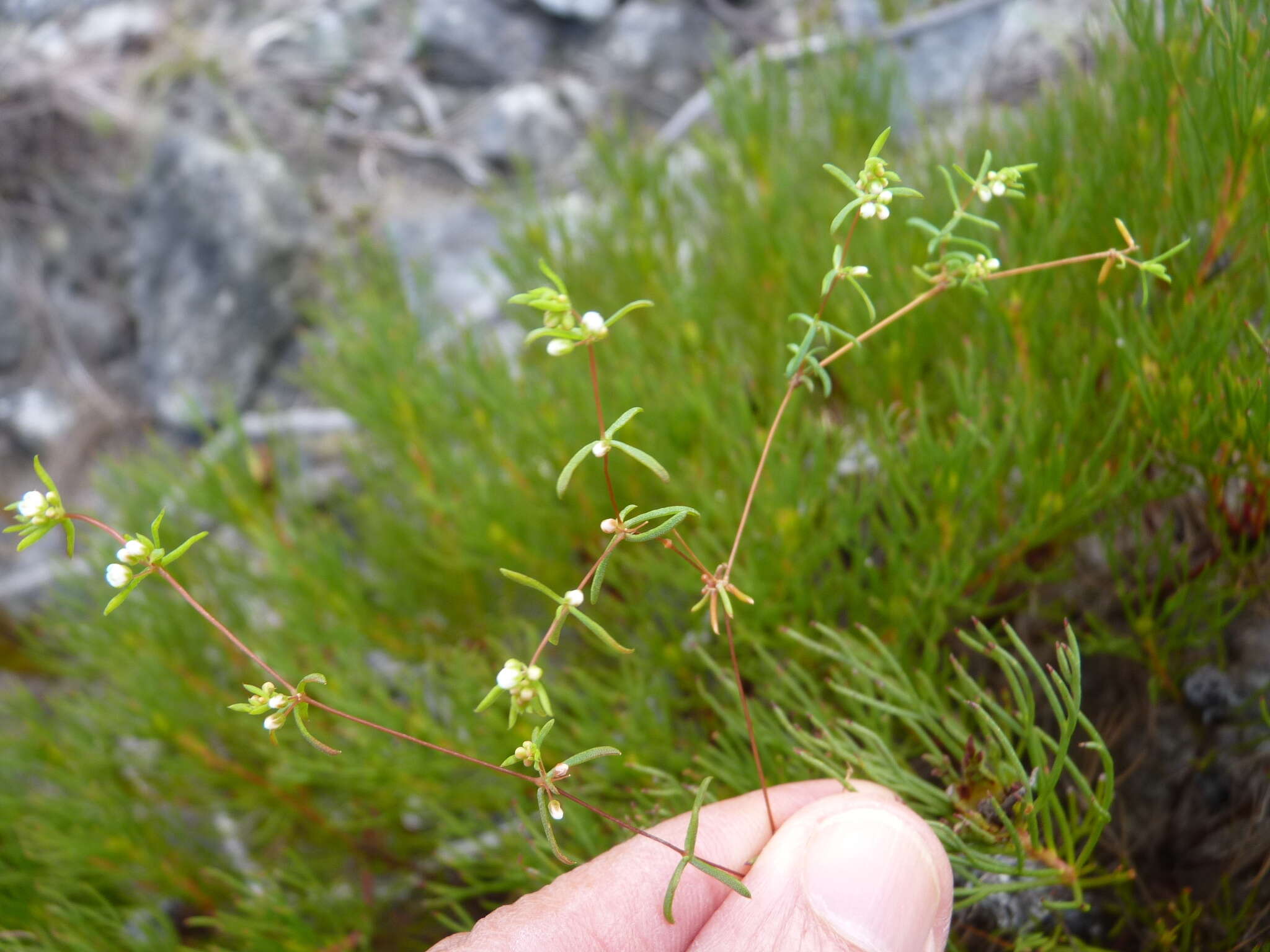 Image of Adenogramma lichtensteiniana (Schult.) Druce