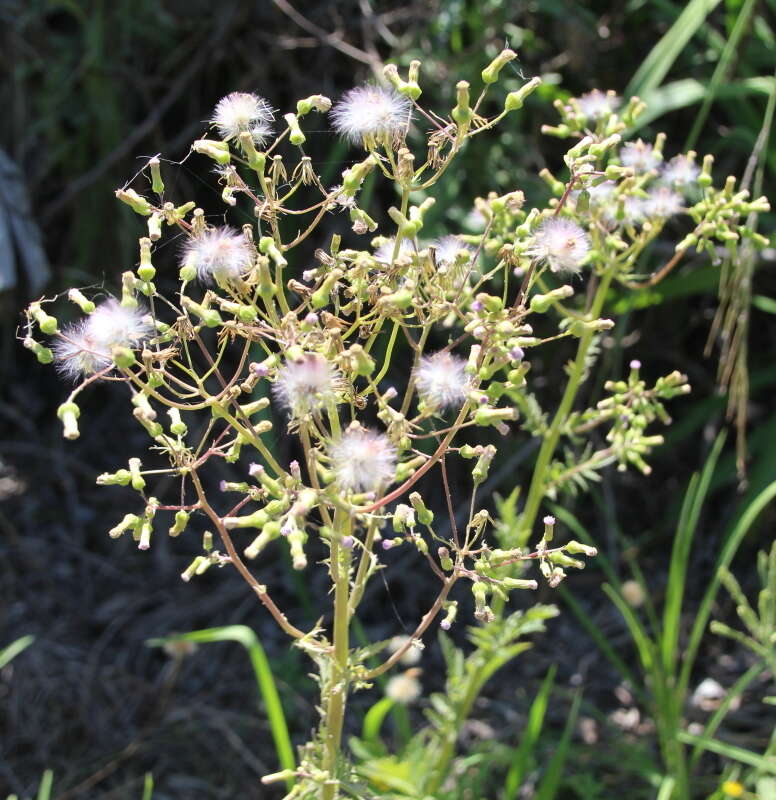 صورة Erechtites valerianifolius (Wolf ex Rchb.) DC.