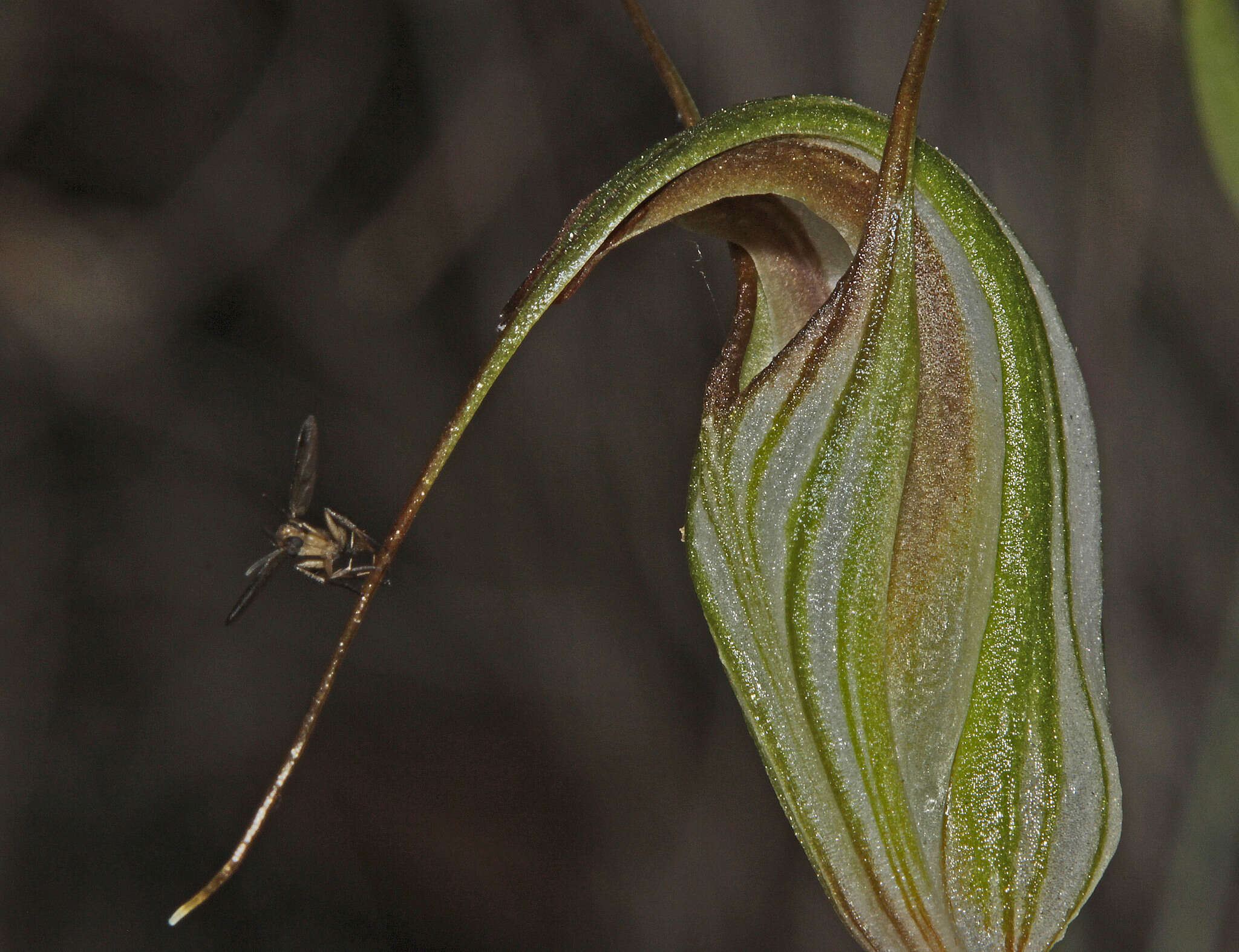 Image of Fisch's greenhood