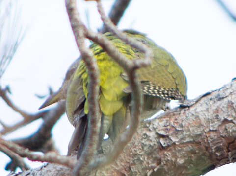 Image of Grey-faced Woodpecker