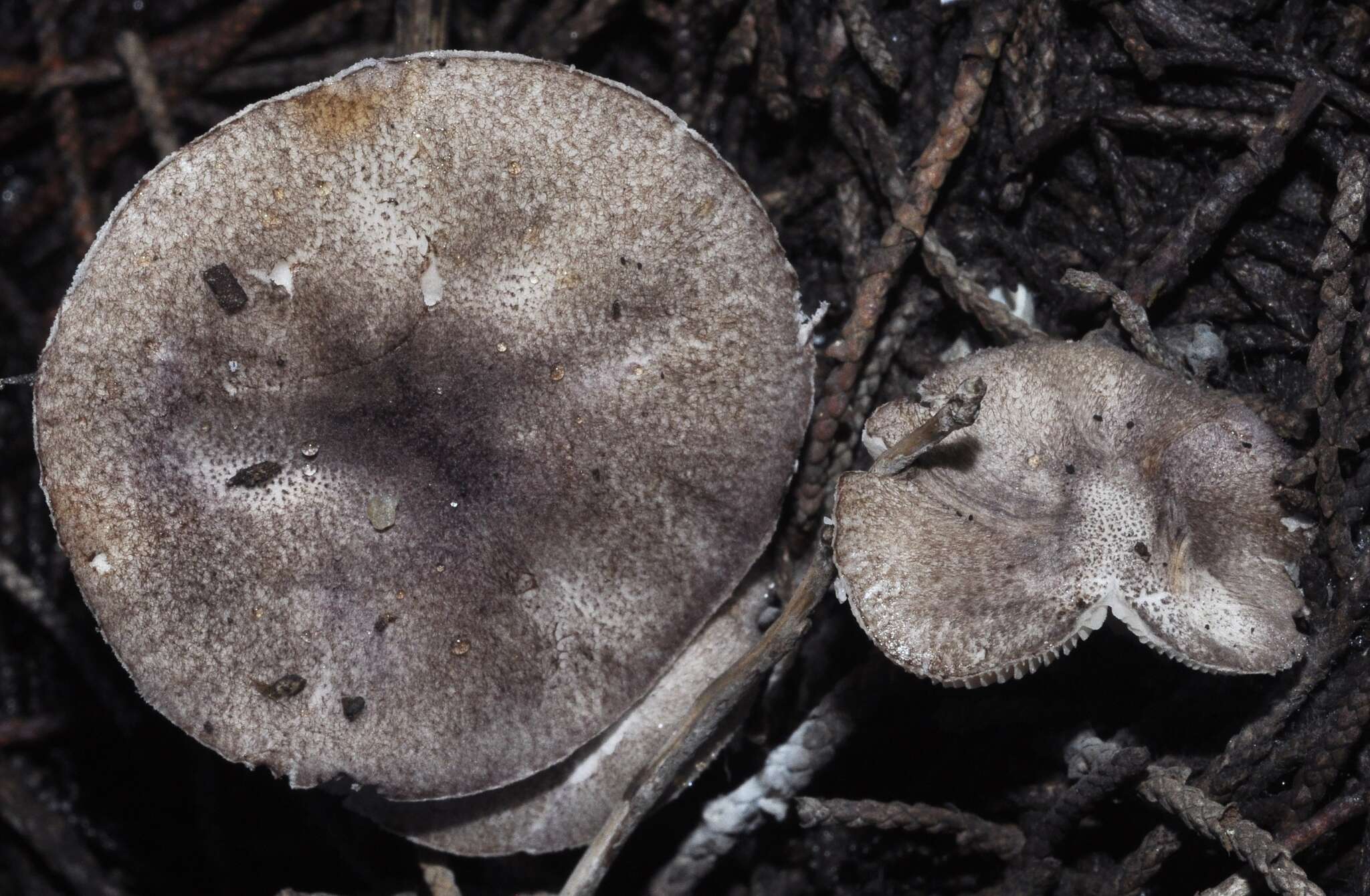 Image de Leucoagaricus ionidicolor Bellù & Lanzoni 1988