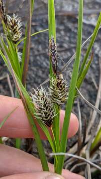 Image of Northern Bog Sedge