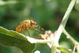 Stomorhina pallida Malloch 1927 resmi