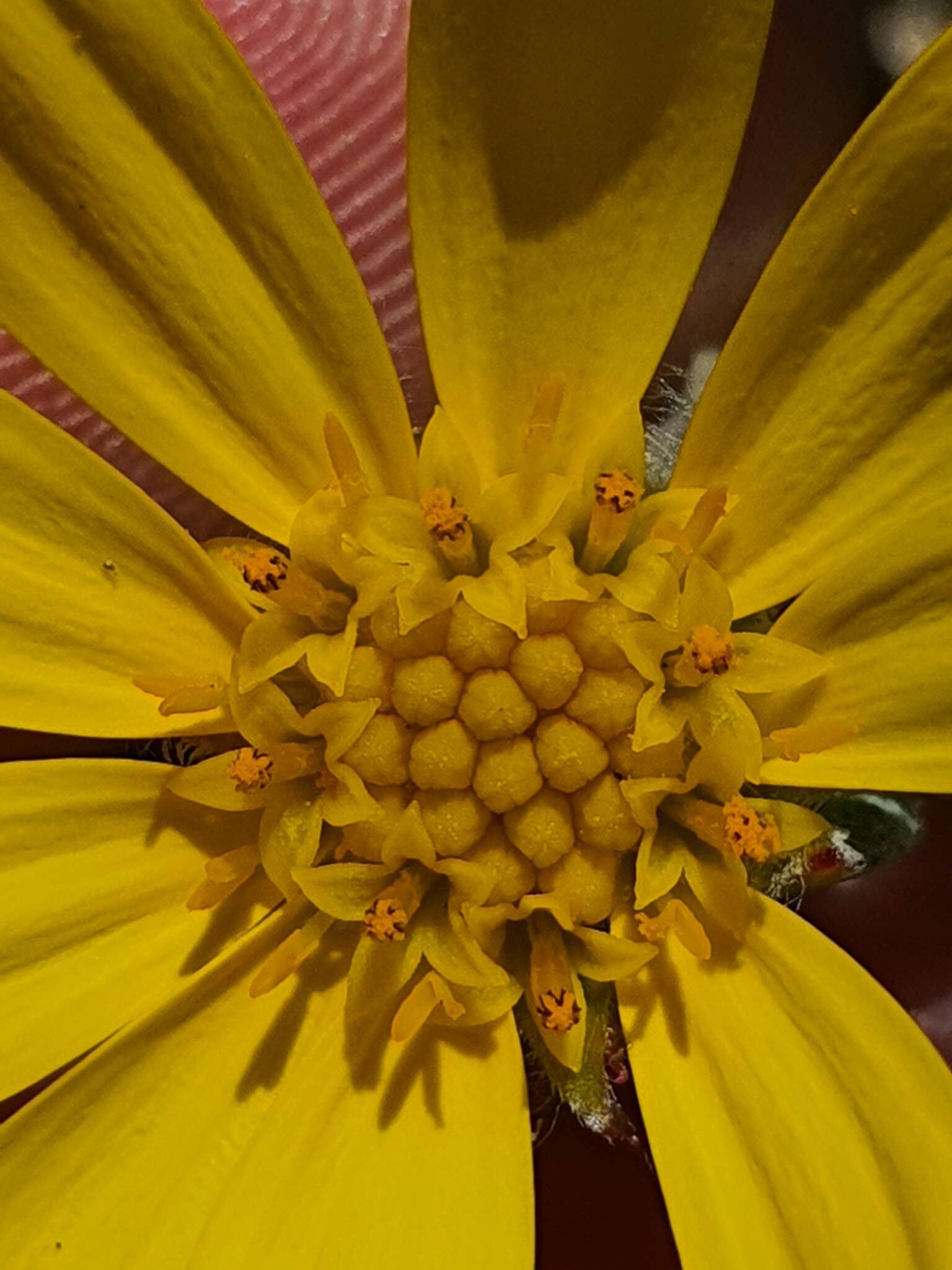 Image of Osteospermum hafstroemii Norlindh