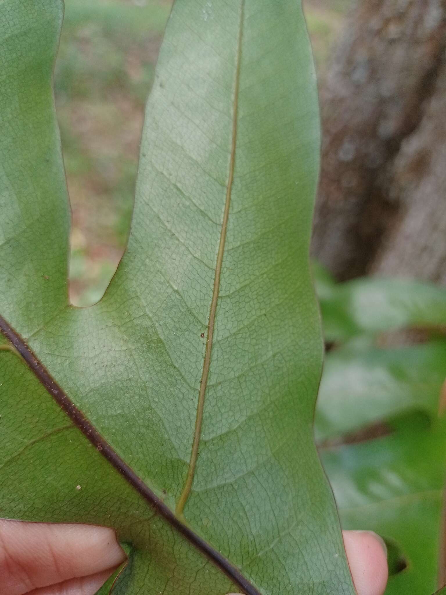 Aglaomorpha sparsisora (Desv.) Hovenkamp & S. Linds.的圖片