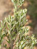 صورة Phylica paniculata Willd.