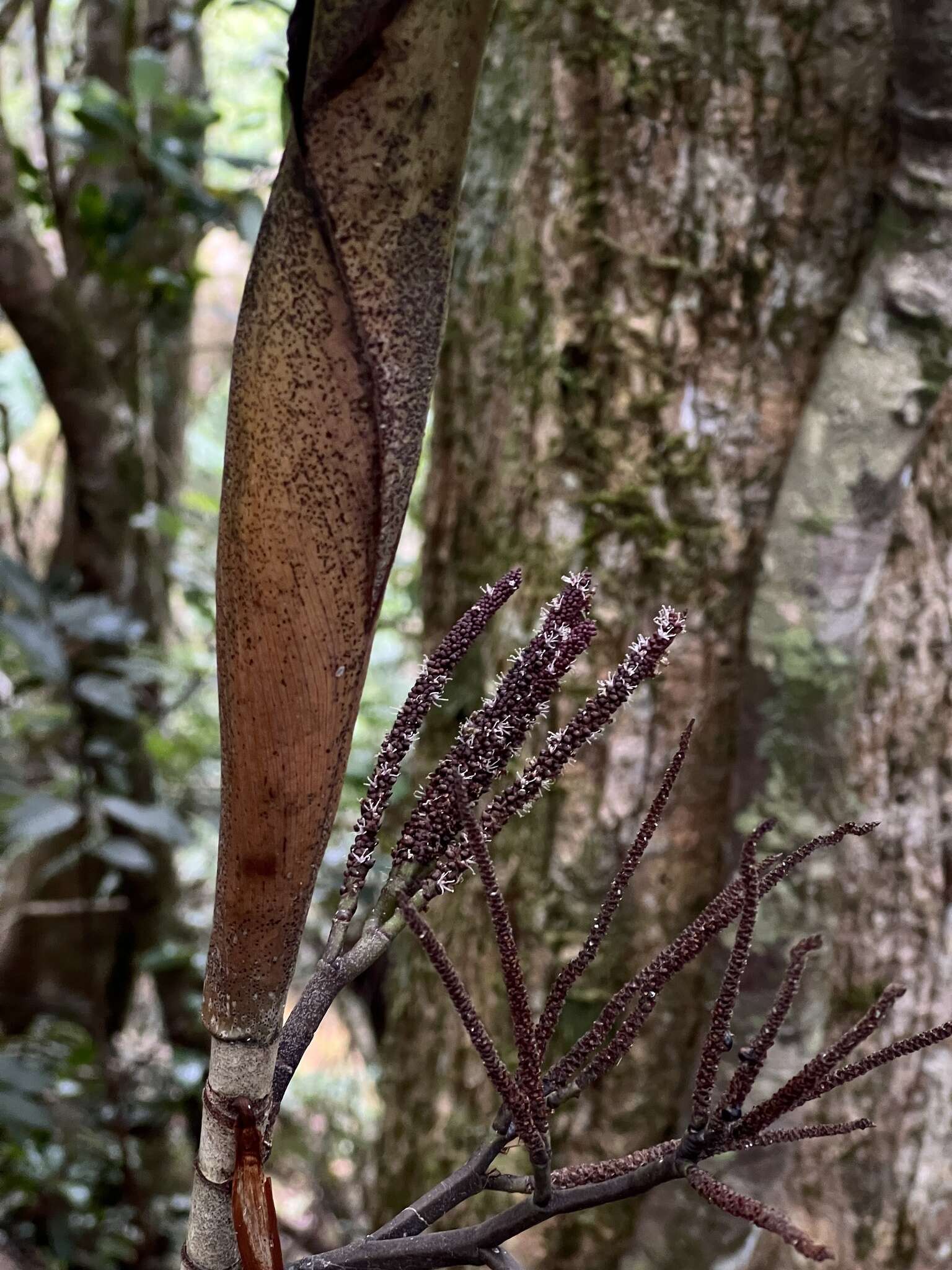 Basselinia eriostachys (Brongn.) Becc.的圖片