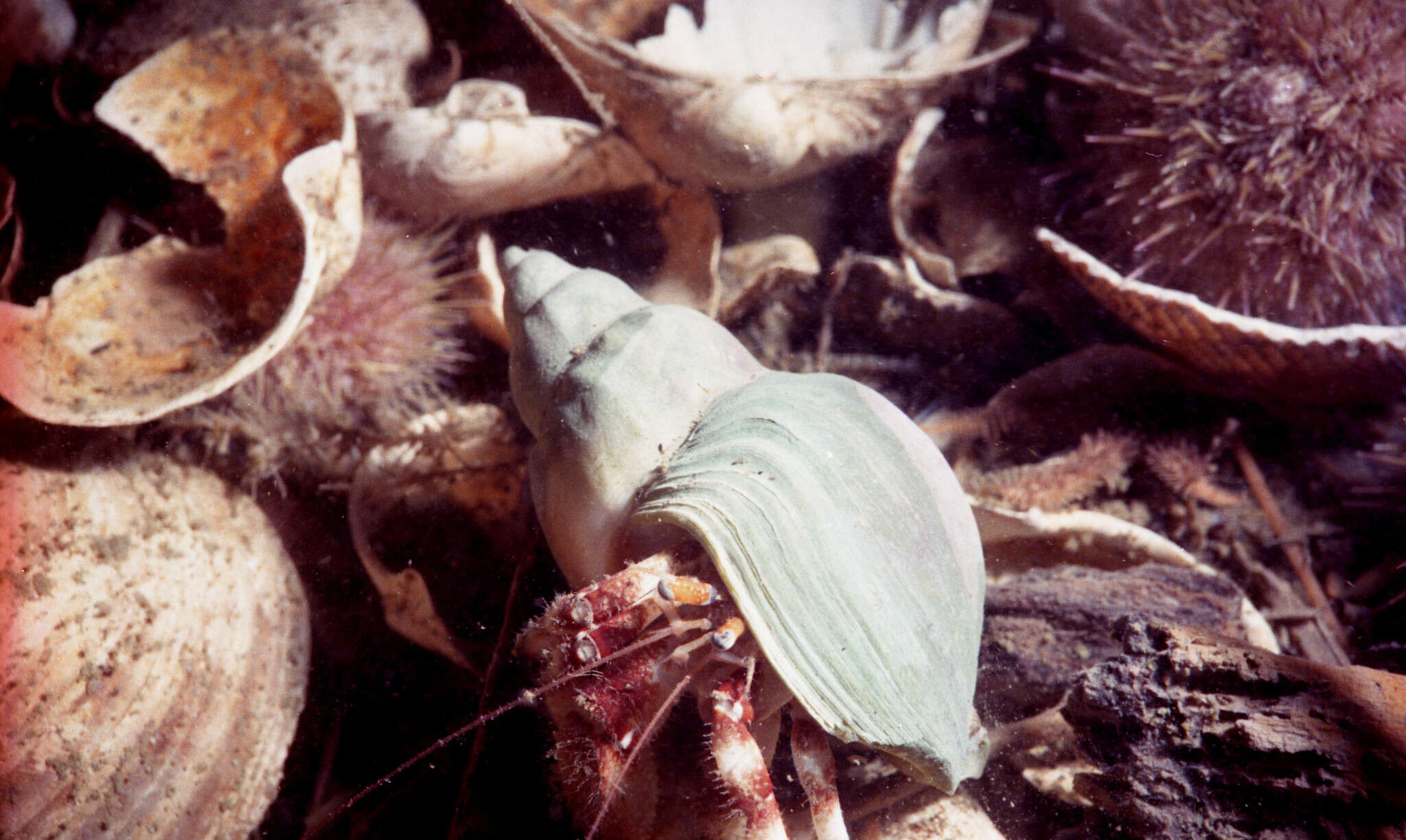 Image of downy hermit crab