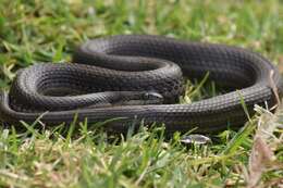 Image of Blackbelly Garter Snake