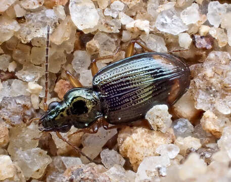 Image of Bembidion (Peryphus) plagiatum (Zimmermann ex Le Conte 1869)