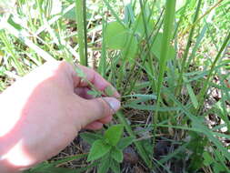 Phacelia gilioides Brand的圖片