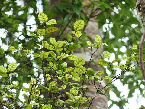 Слика од Lophomyrtus bullata (Soland. ex A. Cunn.) Burret