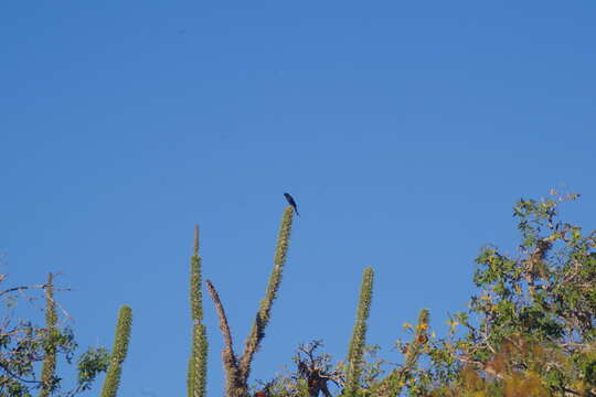 Image of Crested Drongo