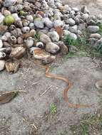 Image of Corn Snake