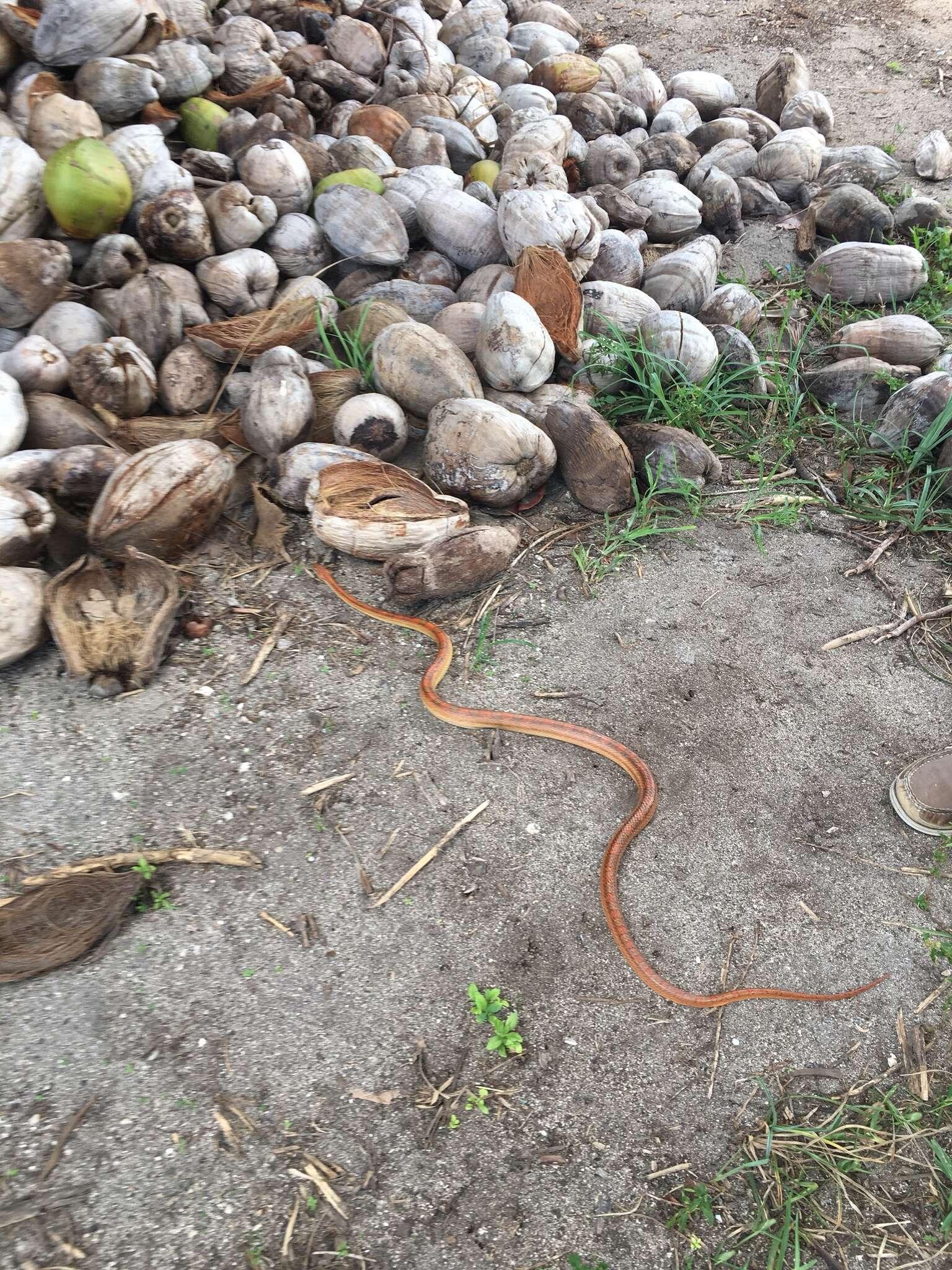 Image of Corn Snake