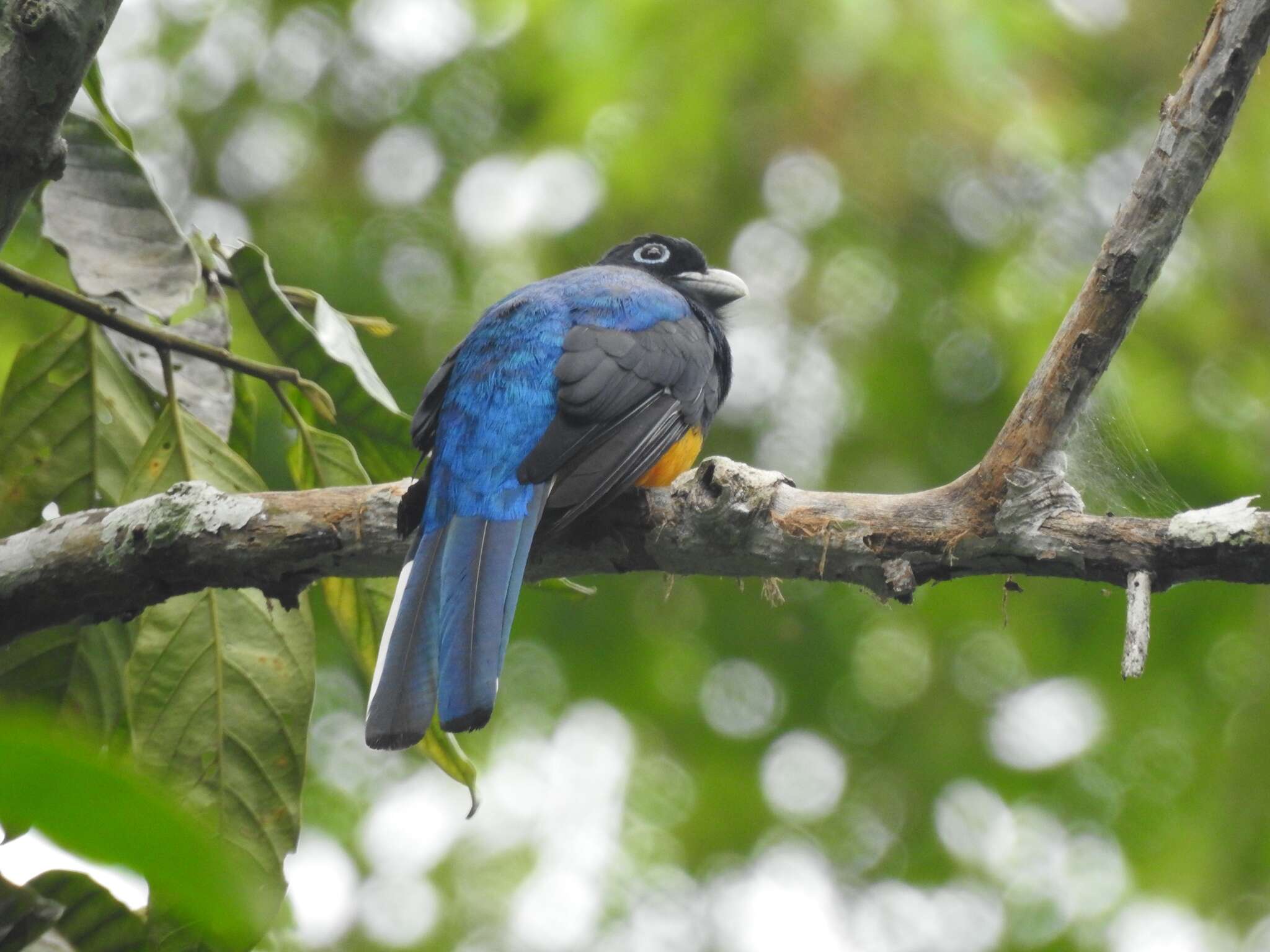 Plancia ëd Trogon chionurus Sclater, PL & Salvin 1871