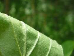 Image of Cornus sanguinea subsp. sanguinea